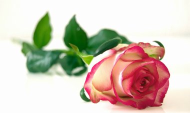 8. marec, mednarodni dan žena